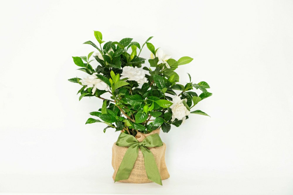 Plow & Hearth Gardenia Table Décor, 30"