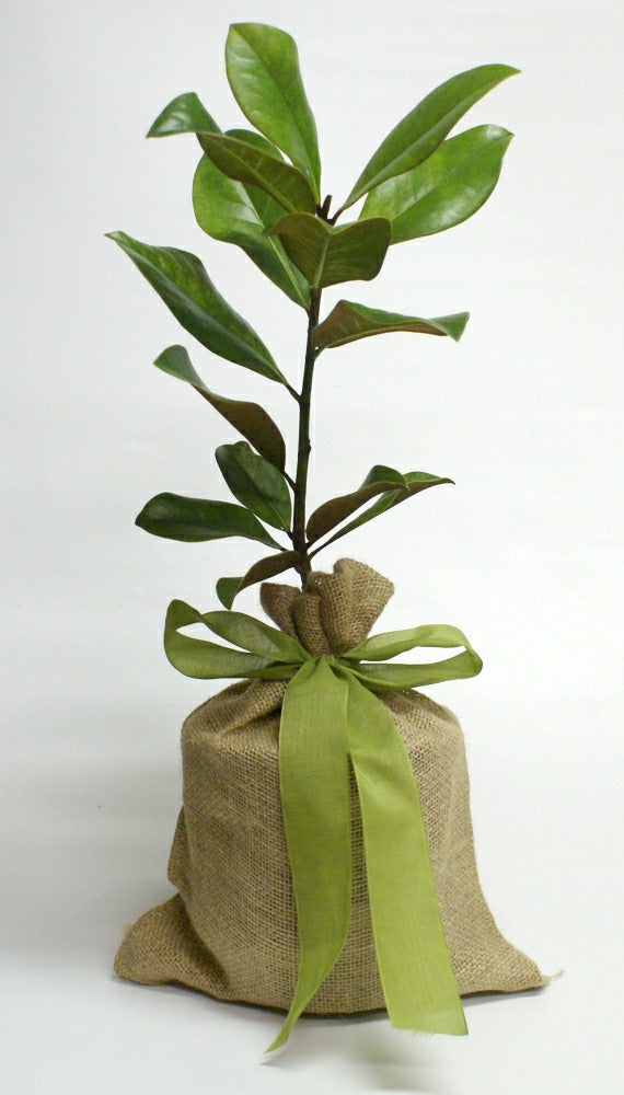 Plow & Hearth Magnolia Table Décor, 30"