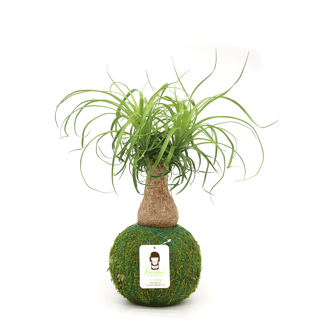 Plow & Hearth Ponytail Palm