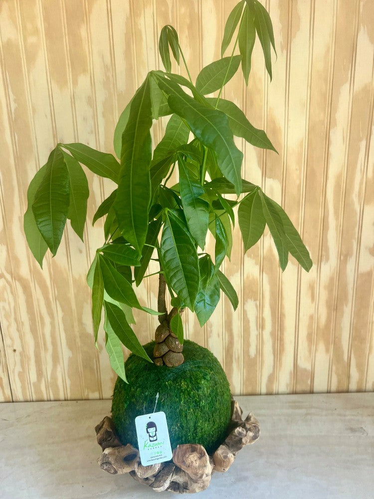Plow & Hearth Money Tree