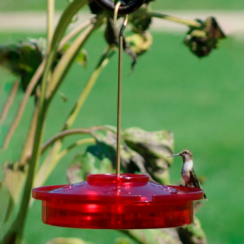 Plow & Hearth Hanging Hummingbird Haven Feeder