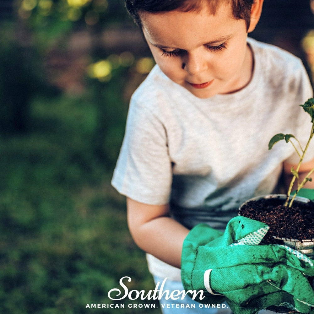 Plow & Hearth Kids Garden Seed Collection – 10 Varieties