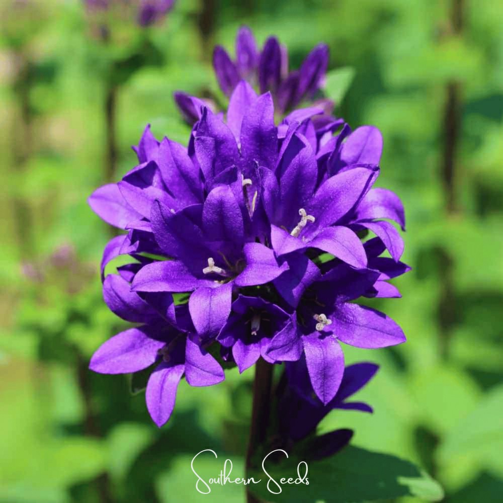 Plow & Hearth Pixie Patch Seed Collection – 10 Enchanted Varieties