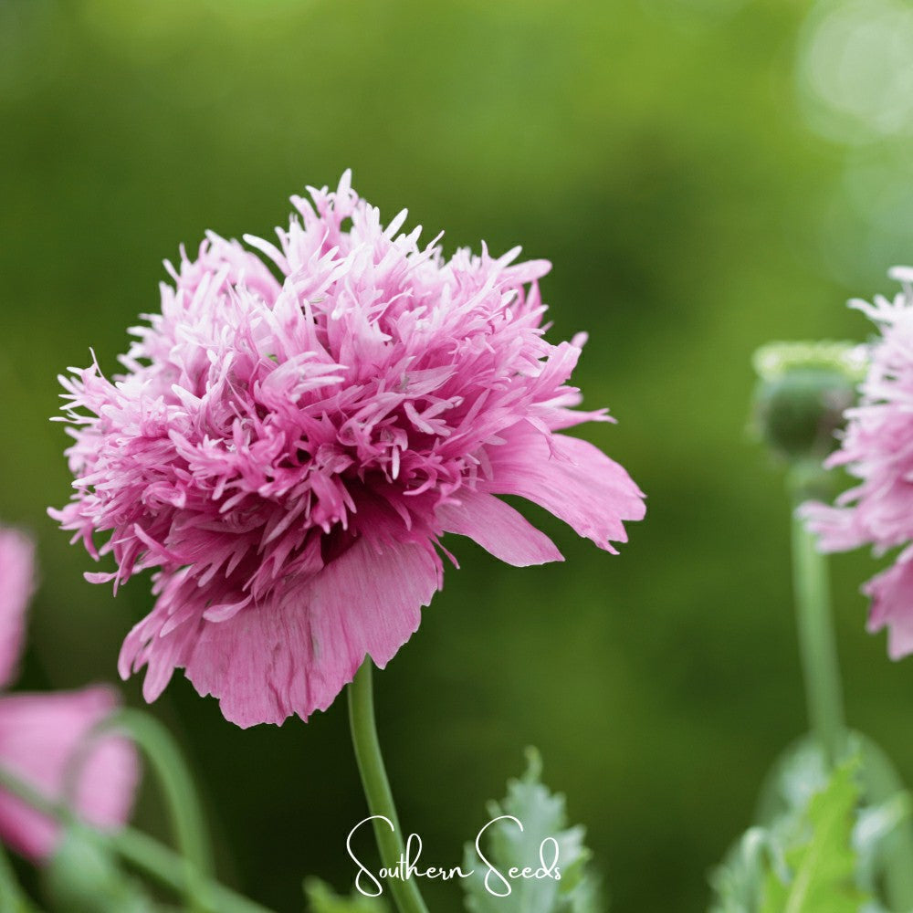 Plow & Hearth Pixie Patch Seed Collection – 10 Enchanted Varieties