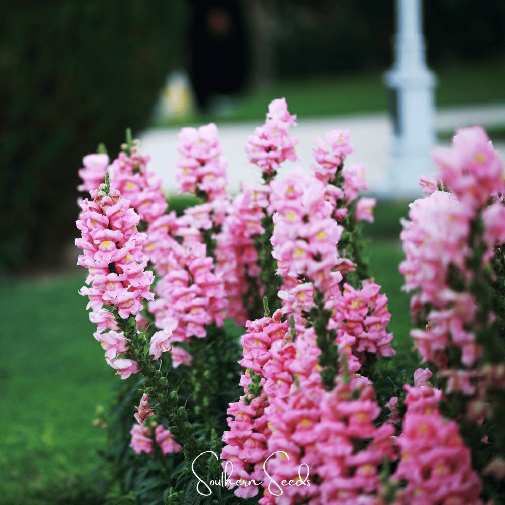 Plow & Hearth Pixie Patch Seed Collection – 10 Enchanted Varieties