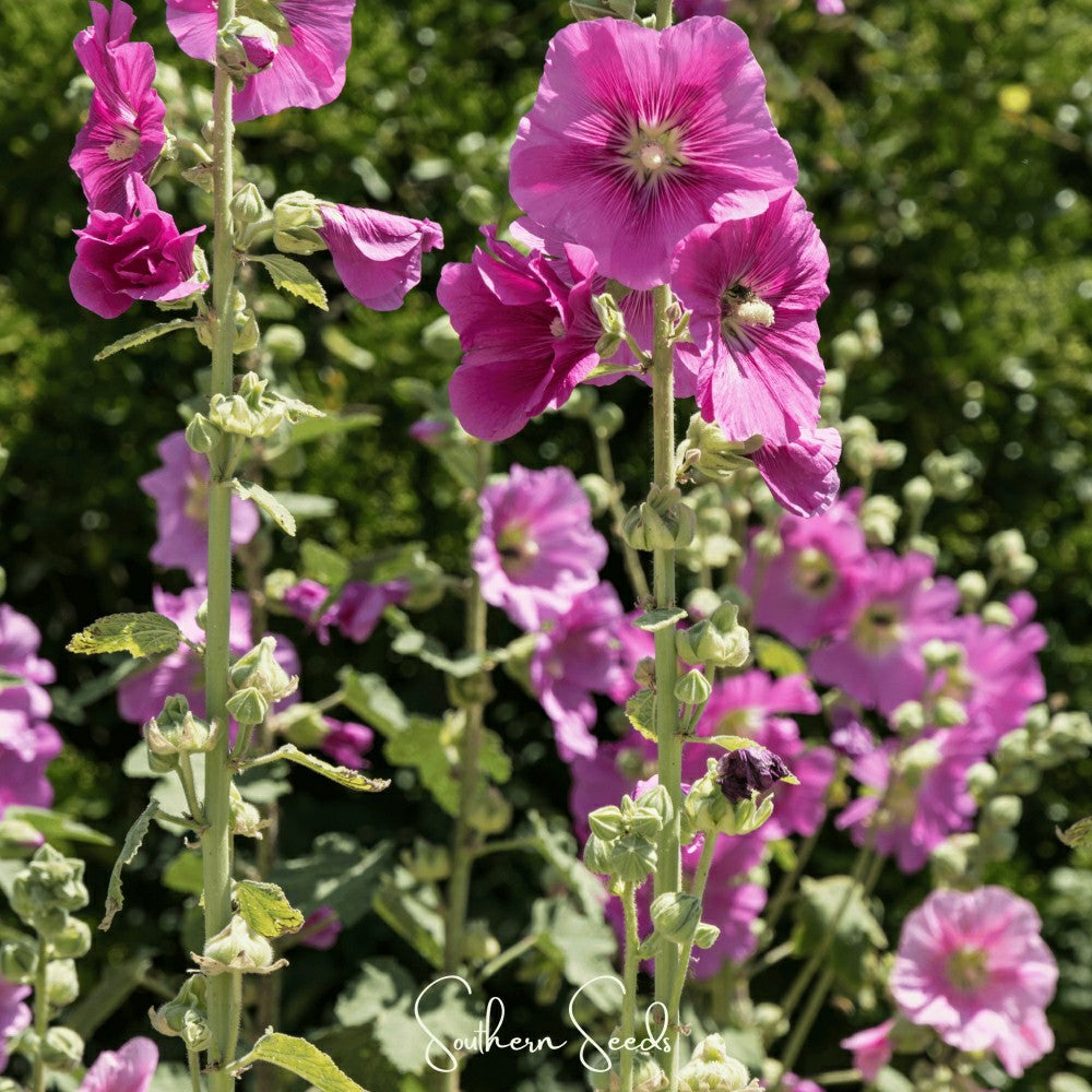 Plow & Hearth Pixie Patch Seed Collection – 10 Enchanted Varieties