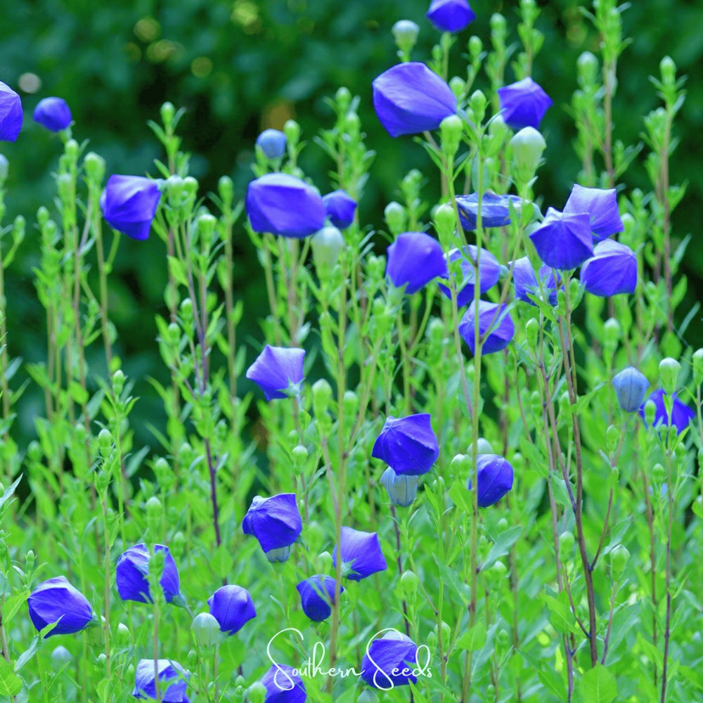 Plow & Hearth Pixie Patch Seed Collection – 10 Enchanted Varieties