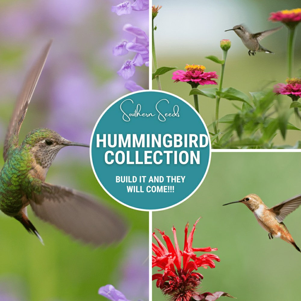 Plow & Hearth Hummingbird Garden Seed Collection – 10 Varieties
