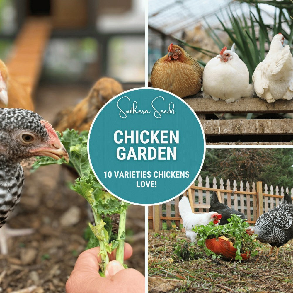 Plow & Hearth Chicken Treats Seed Collection – 10 Varieties