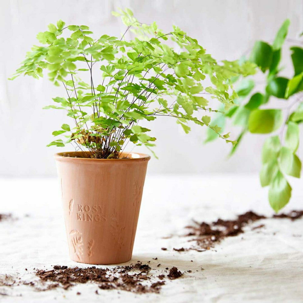 Plow & Hearth Basil Orange Garden Pot Candle + Plantable Seed Paper Dust Covers