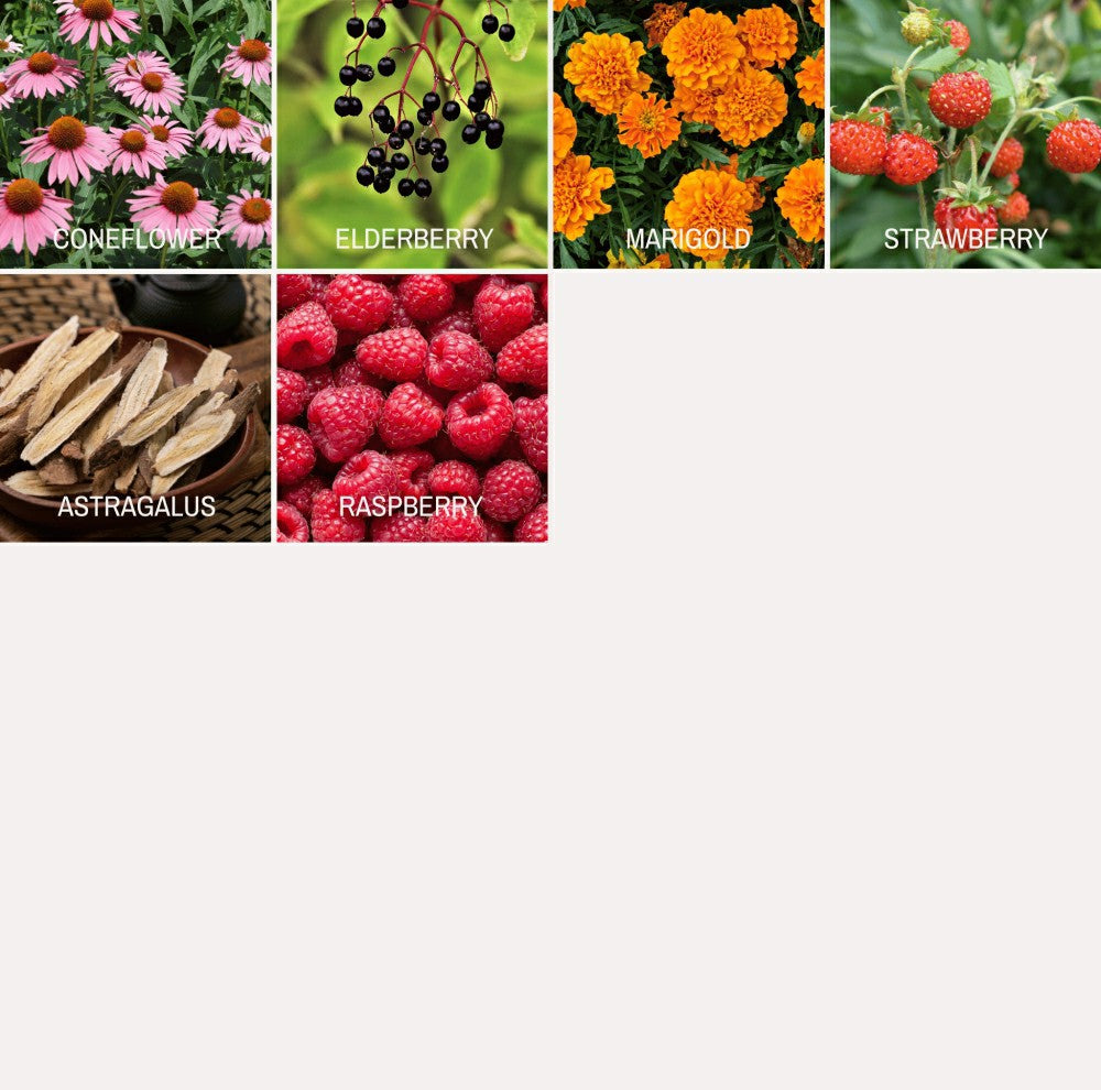 Plow & Hearth Community Garden Survival Seed Vault – 120 Seed Varieties