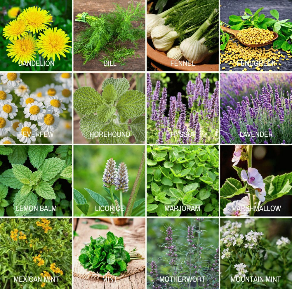 Plow & Hearth Community Garden Survival Seed Vault – 120 Seed Varieties