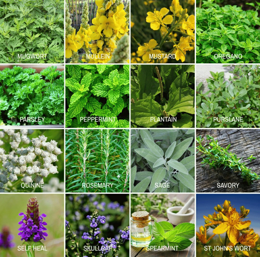 Plow & Hearth Community Garden Survival Seed Vault – 120 Seed Varieties