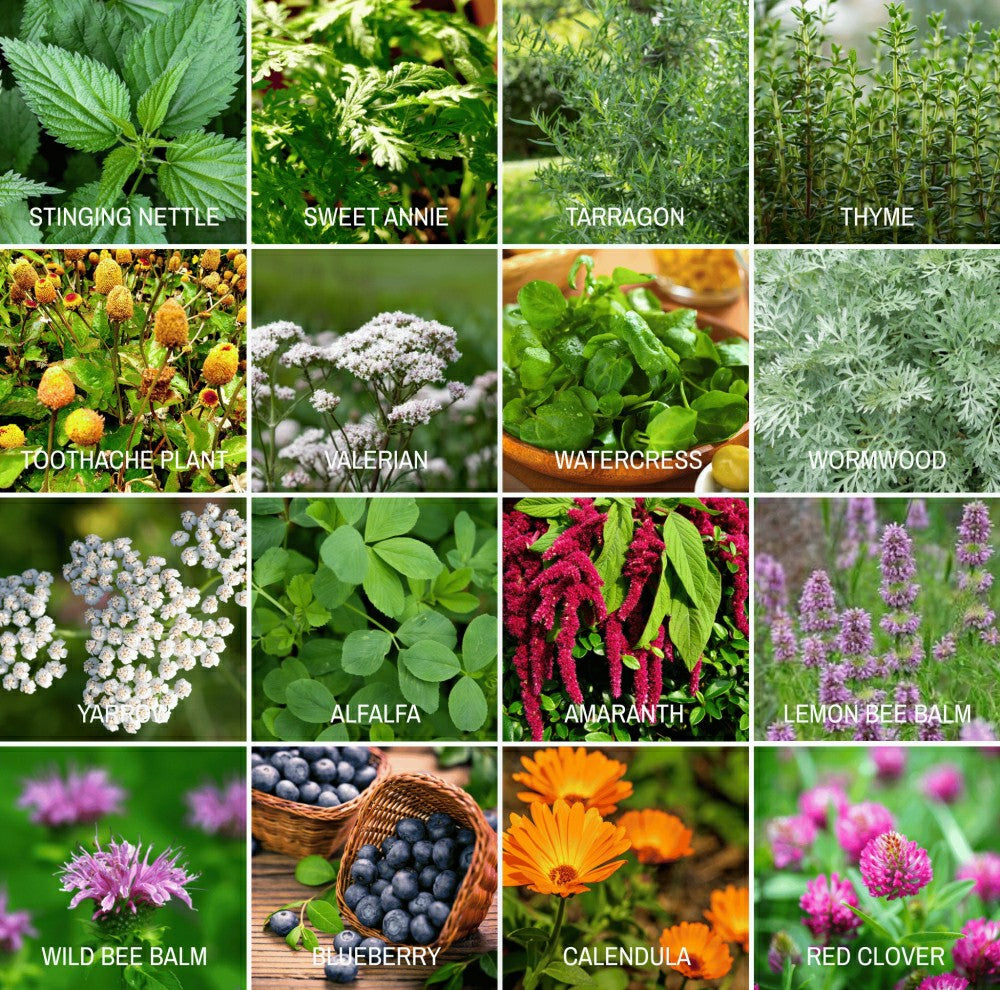 Plow & Hearth Community Garden Survival Seed Vault – 120 Seed Varieties