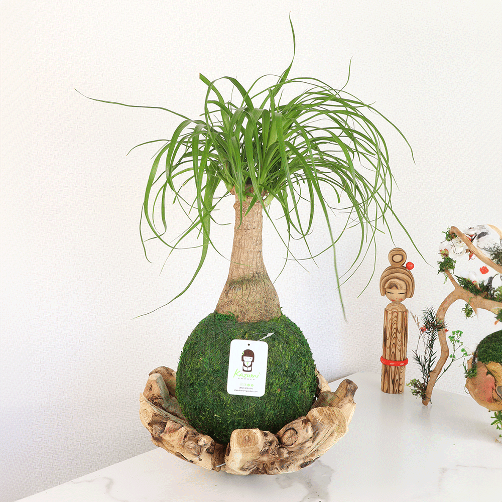 Plow & Hearth Ponytail Palm