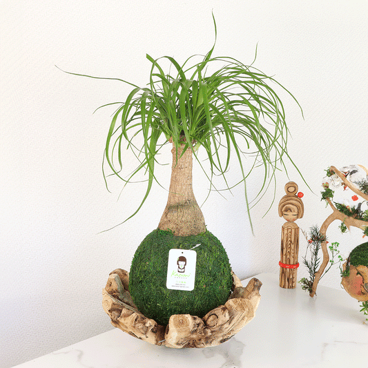 Plow & Hearth Ponytail Palm