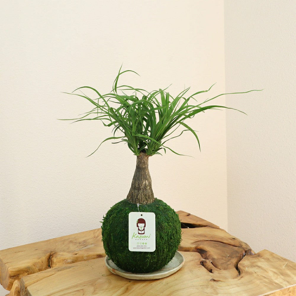 Plow & Hearth Ponytail Palm