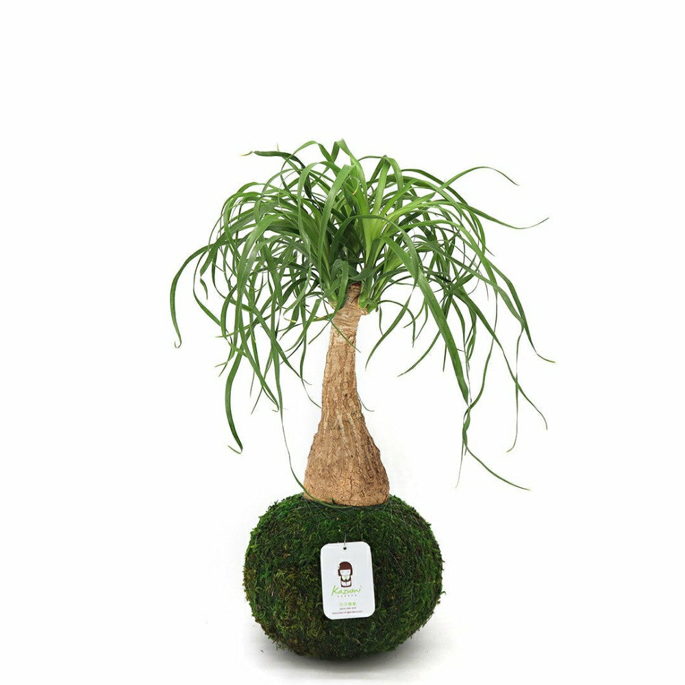 Plow & Hearth Ponytail Palm