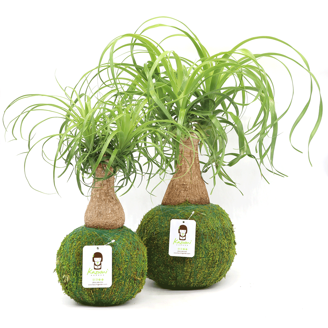 Plow & Hearth Ponytail Palm