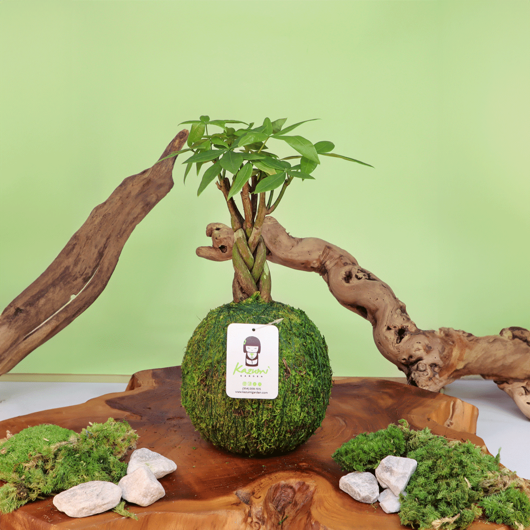 Plow & Hearth Money Tree