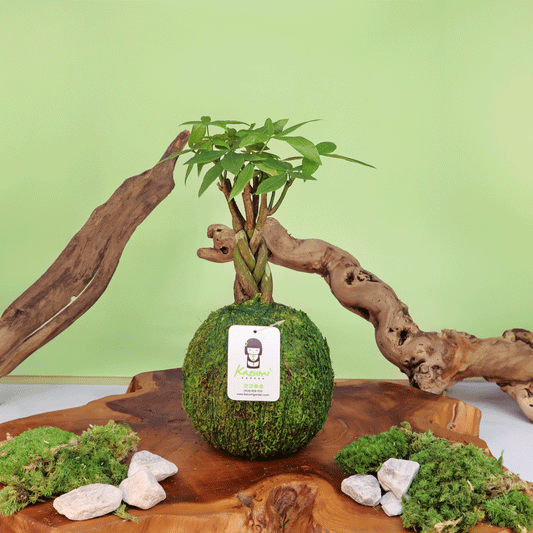 Plow & Hearth Money Tree