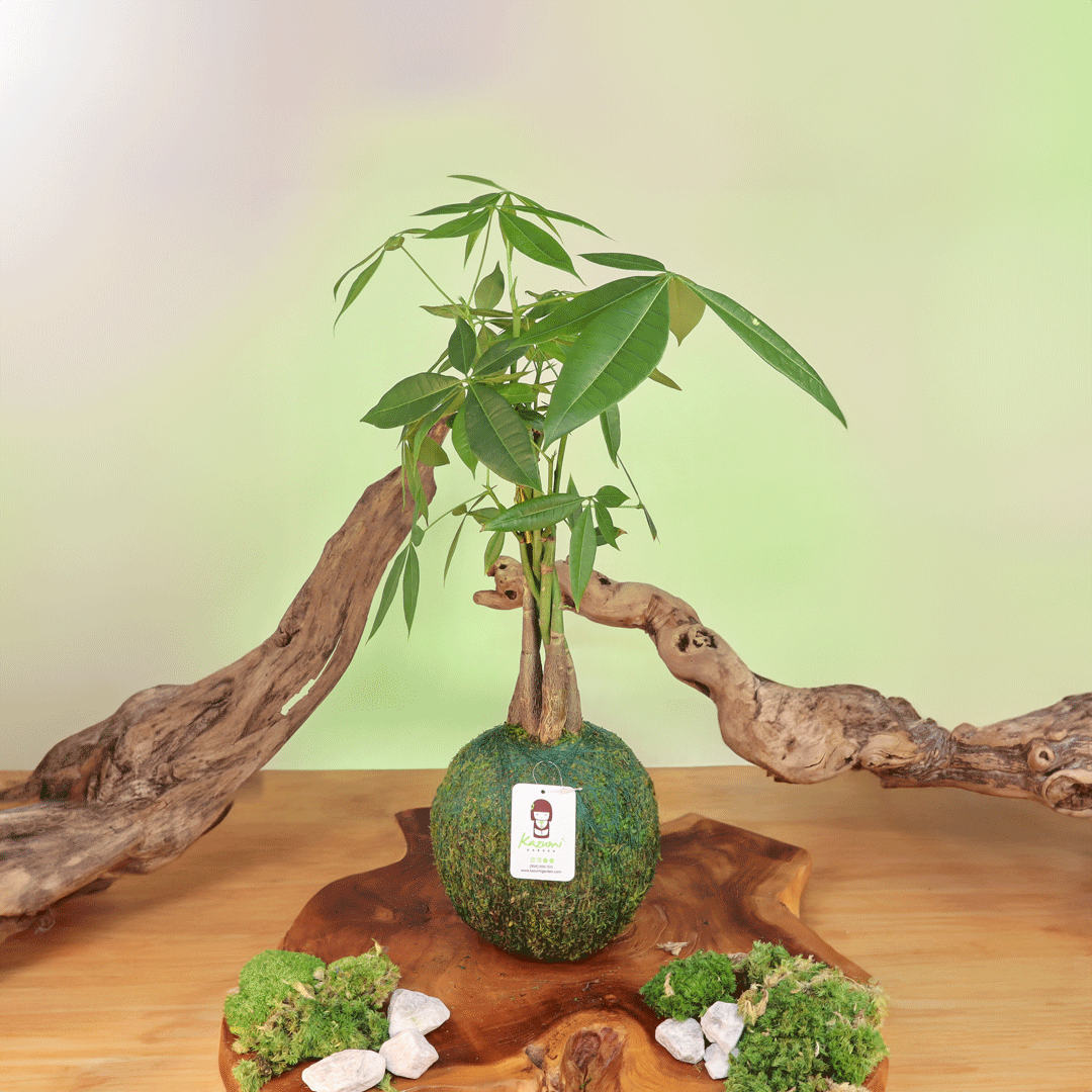 Plow & Hearth Money Tree