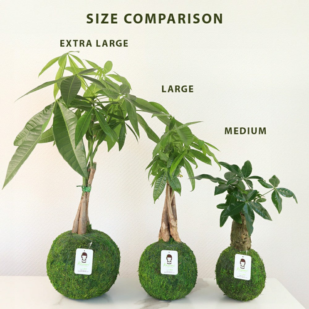 Plow & Hearth Money Tree