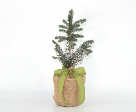 Plow & Hearth Colorado Blue Spruce Table Decor, 30"