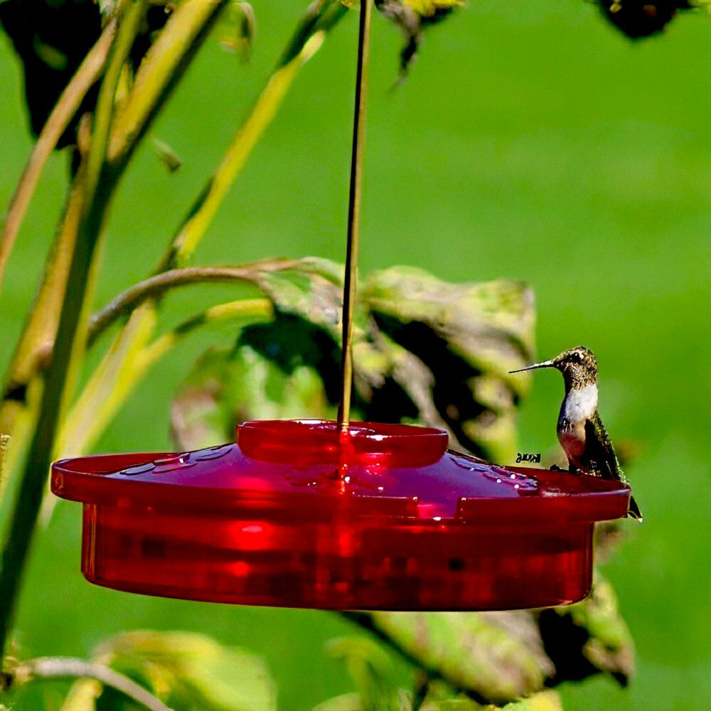 Plow & Hearth Hanging Hummingbird Haven Feeder