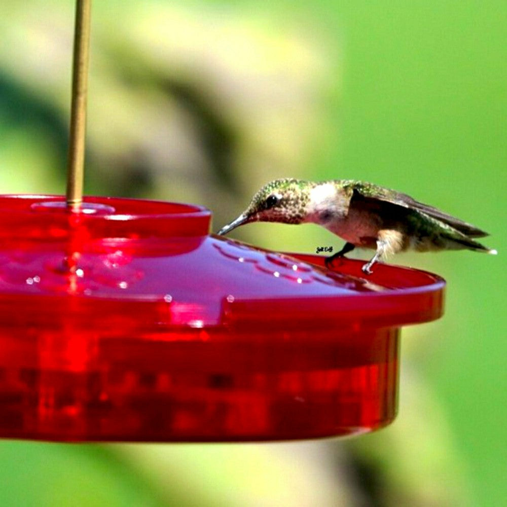 Plow & Hearth Hanging Hummingbird Haven Feeder