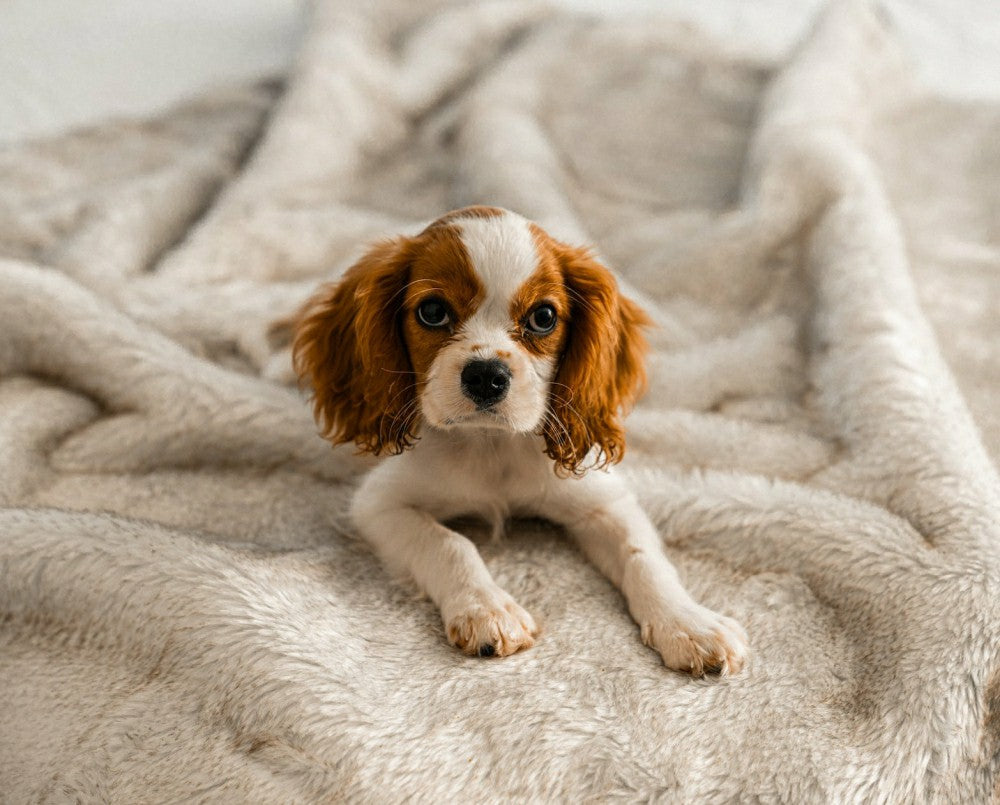 Plow & Hearth PupProtector™ Short Fur Waterproof Throw Blanket - White with Brown Ac