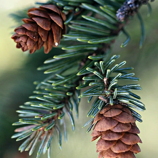 Plow & Hearth Fresh Balsam Fir Candle