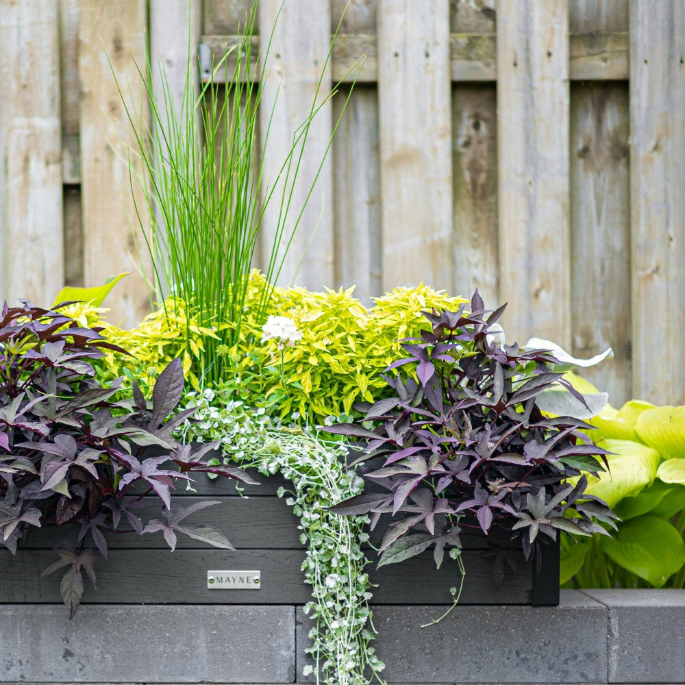 Plow & Hearth Horizon Charcoal Window Box