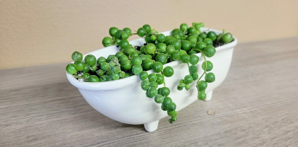 Plow & Hearth Medium Ceramic Bathtub Planter