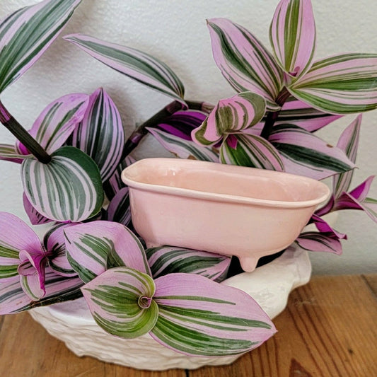 Plow & Hearth Bathtub Watering Spike