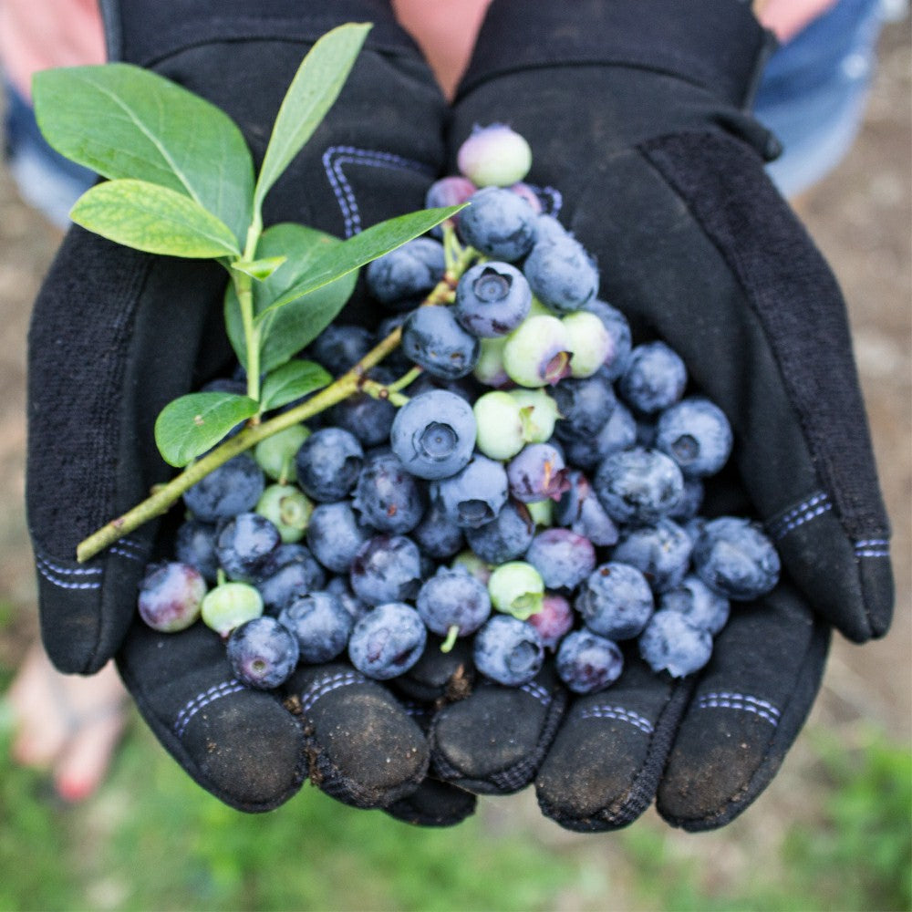 Plow & Hearth Digger Gardening Gloves