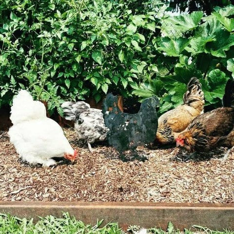 Plow & Hearth Chicken Garden Stake