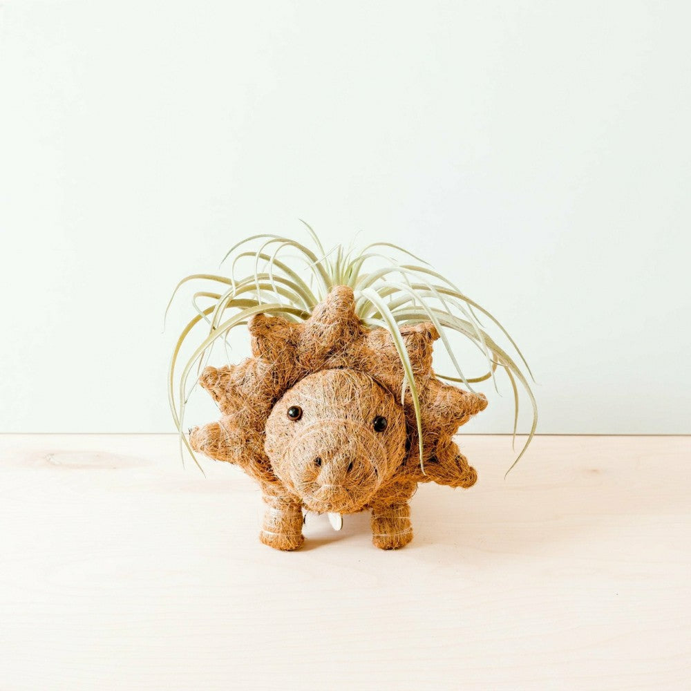 Plow & Hearth Triceratops Planter - Coco Coir Pots