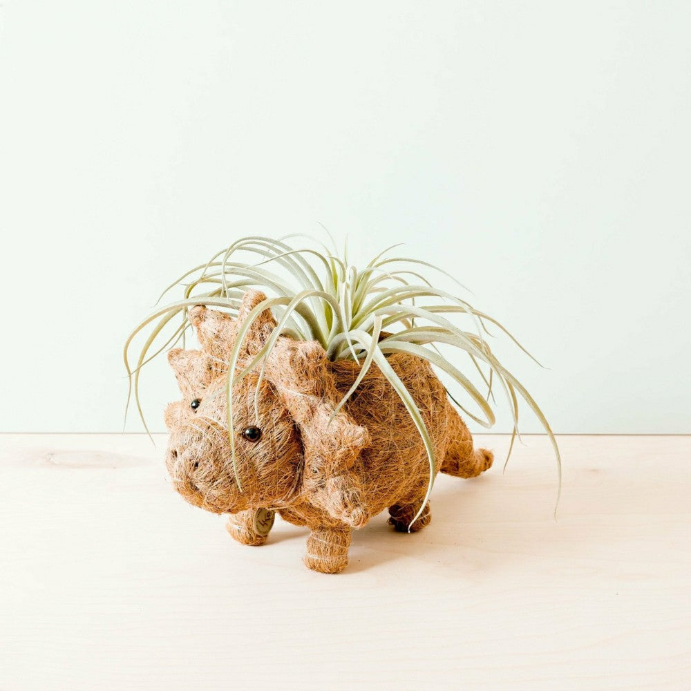 Plow & Hearth Triceratops Planter - Coco Coir Pots