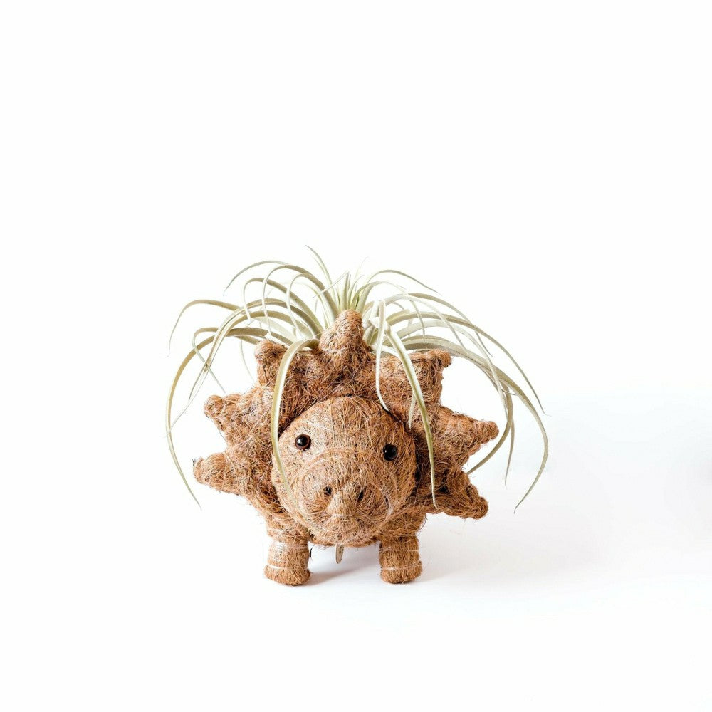 Plow & Hearth Triceratops Planter - Coco Coir Pots